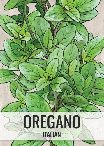 Italian Oregano (Origanum vulgare)