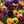 Pansy Seeds For Planting, Swiss Giants Mixture (Viola wittrockiana)
