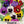Pansy Seeds For Planting, Swiss Giants Mixture (Viola wittrockiana)