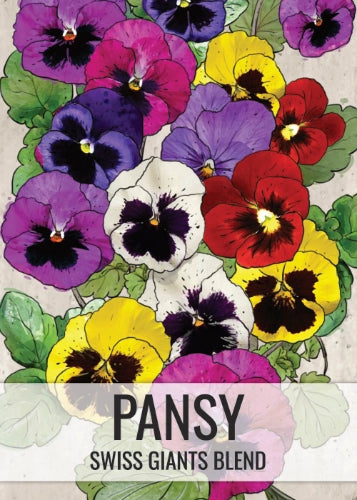 Pansy Seeds For Planting, Swiss Giants Mixture (Viola wittrockiana)
