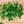 Italian Flat Leaf Parsley Seeds For Planting (Petroselinum crispum)