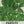 Italian Flat Leaf Parsley Seeds For Planting (Petroselinum crispum)