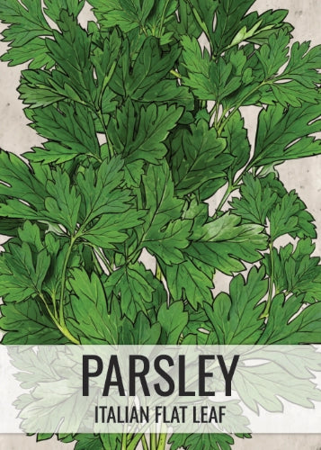 Italian Flat Leaf Parsley Seeds For Planting (Petroselinum crispum)