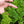 Triple Curled Parsley Seeds For Planting (Petroselinum crispum)
