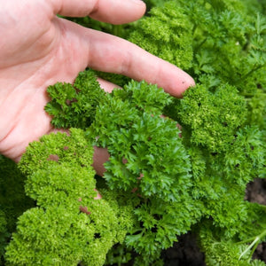 Triple Curled Parsley Seeds For Planting (Petroselinum crispum)