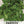 Triple Curled Parsley Seeds For Planting (Petroselinum crispum)