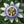 Royal Blue Passion Flower Seeds For Planting (Passiflora caerulea)