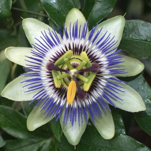 Royal Blue Passion Flower Seeds For Planting (Passiflora caerulea)