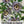 Royal Blue Passion Flower Seeds For Planting (Passiflora caerulea)