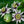 Purple Passion Flower Seeds For Planting (Passiflora edulis)
