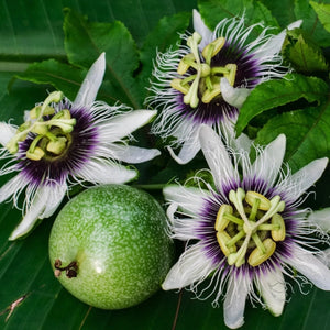 Purple Passion Flower Seeds For Planting (Passiflora edulis)