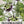 Purple Passion Flower Seeds For Planting (Passiflora edulis)