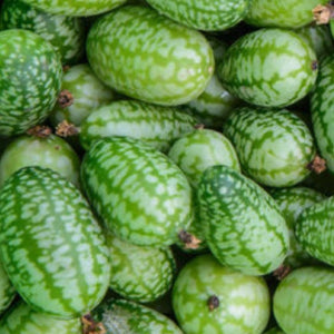 Cucamelon Seeds For Planting, Mexican Sour Gherkin (Melothria scobra)