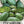 Cucamelon Seeds For Planting, Mexican Sour Gherkin (Melothria scobra)