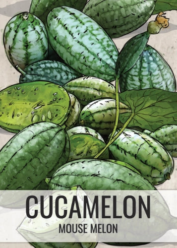 Cucamelon Seeds For Planting, Mexican Sour Gherkin (Melothria scobra)