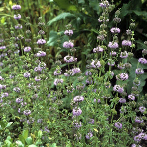 Pennyroyal Mint Seeds For Planting (Mentha pulegium)