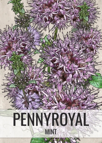 Pennyroyal Mint Seeds For Planting (Mentha pulegium)