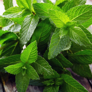 Peppermint Herb Seeds For Planting (Mentha piperita)