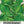Peppermint Herb Seeds For Planting (Mentha piperita)
