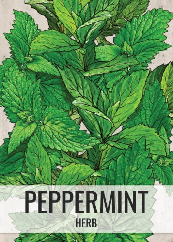 Peppermint Herb Seeds For Planting (Mentha piperita)