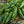 Anaheim Chili Pepper Seeds For Planting (Capsicum annuum)