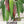 Anaheim Chili Pepper Seeds For Planting (Capsicum annuum)
