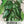 Ancho Grande Chili Pepper Seeds For Planting (Capsicum annuum)