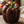 Chocolate Bell Pepper Seeds For Planting (Capsicum annuum)