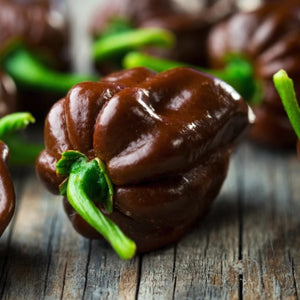 Chocolate Habanero Pepper Seeds For Planting (Capsicum Chinense)
