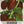 Chocolate Habanero Pepper Seeds For Planting (Capsicum Chinense)