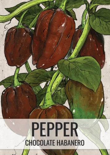 Chocolate Habanero Pepper Seeds For Planting (Capsicum Chinense)