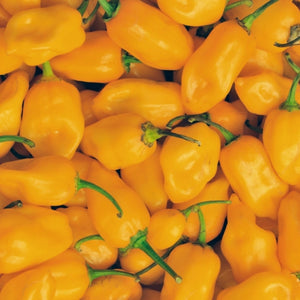 Lemon Habanero Pepper Seeds For Planting (Capsicum chinense)