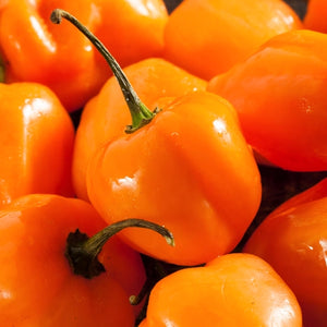 Orange Habanero Pepper Seeds For Planting (Capsicum chinense)