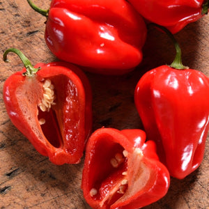 Red Habanero Pepper Seeds For Planting (Capsicum chinense)