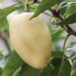 White Habanero Pepper Seeds For Planting (Capsicum chinense)