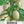White Habanero Pepper Seeds For Planting (Capsicum chinense)