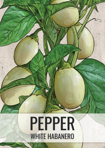 White Habanero Pepper Seeds For Planting (Capsicum chinense)