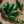 Jalapeño M Hot Pepper Seeds For Planting (Capsicum annuum)