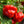 Red Jamaican Hot Pepper Seeds For Planting (Capsicum chinense)