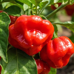 Red Jamaican Hot Pepper Seeds For Planting (Capsicum chinense)
