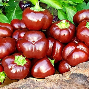 Miniature Chocolate Bell Pepper Seeds For Planting (Capsicum annuum)