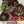 Miniature Chocolate Bell Pepper Seeds For Planting (Capsicum annuum)