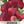 Miniature Red Bell Pepper Seeds For Planting (Capsicum annuum)