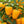 Miniature Yellow Bell Pepper Seeds For Planting (Capsicum annuum)