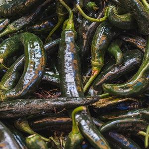 Pasilla Bajio Hot Pepper Seeds For Planting (Capsicum annuum)