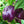 Purple Beauty Bell Pepper Seeds For Planting (Capsicum annuum)