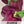 Purple Beauty Bell Pepper Seeds For Planting (Capsicum annuum)