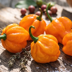 Orange Scotch Bonnet Pepper Seeds For Planting (Capsicum chinense)