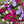 Dwarf Mixed Petunia Seeds For Planting (Petunia nana compacta)