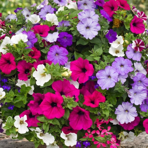 Dwarf Mixed Petunia Seeds For Planting (Petunia nana compacta)